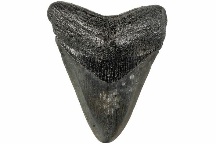 3.31" Fossil Megalodon Tooth - South Carolina